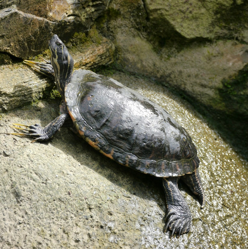 All you need to know about Cretan wildlife